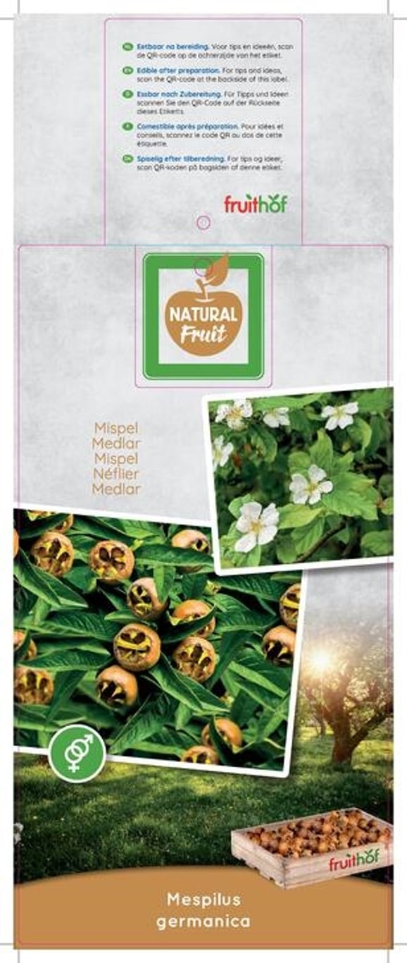 Mespilus germanica - C7,5 175-225 CM Halfstem